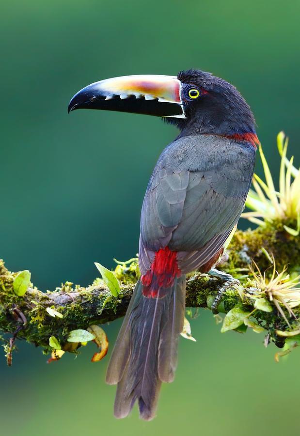 Tifakara Boutique Hotel & Birding Oasis La Fortuna Екстер'єр фото