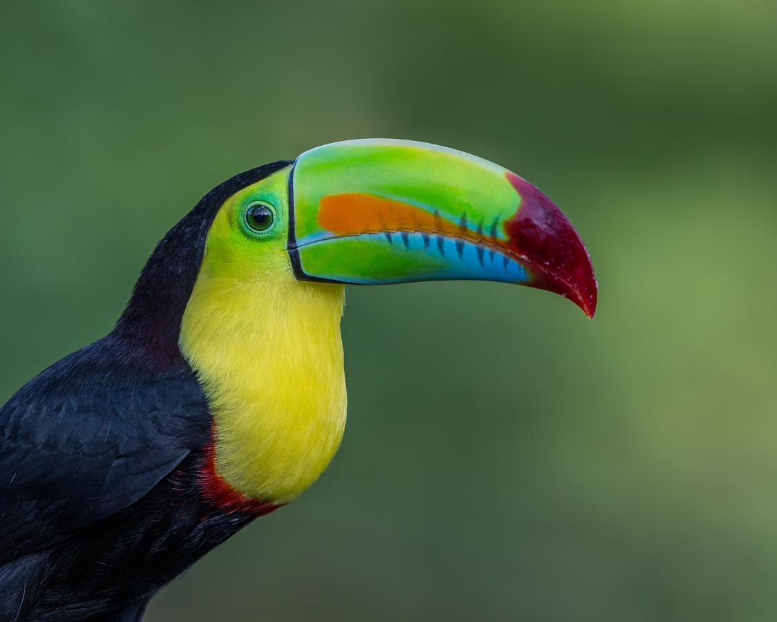 Tifakara Boutique Hotel & Birding Oasis La Fortuna Екстер'єр фото