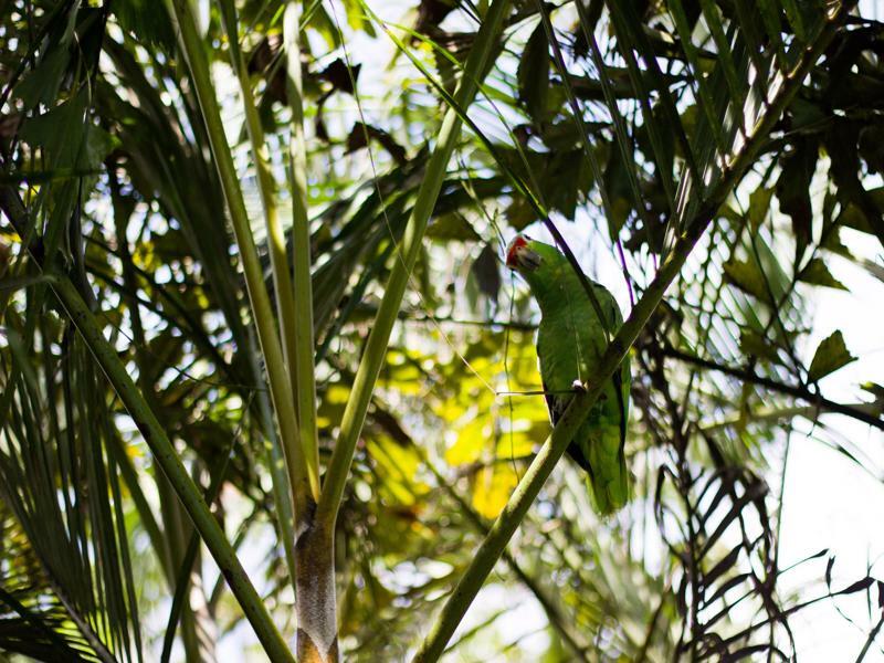 Tifakara Boutique Hotel & Birding Oasis La Fortuna Екстер'єр фото