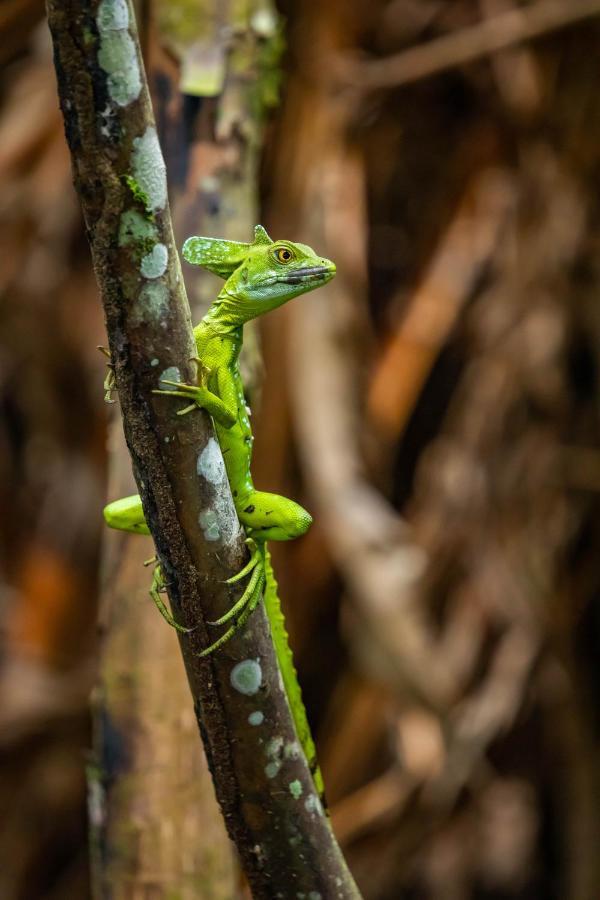 Tifakara Boutique Hotel & Birding Oasis La Fortuna Екстер'єр фото